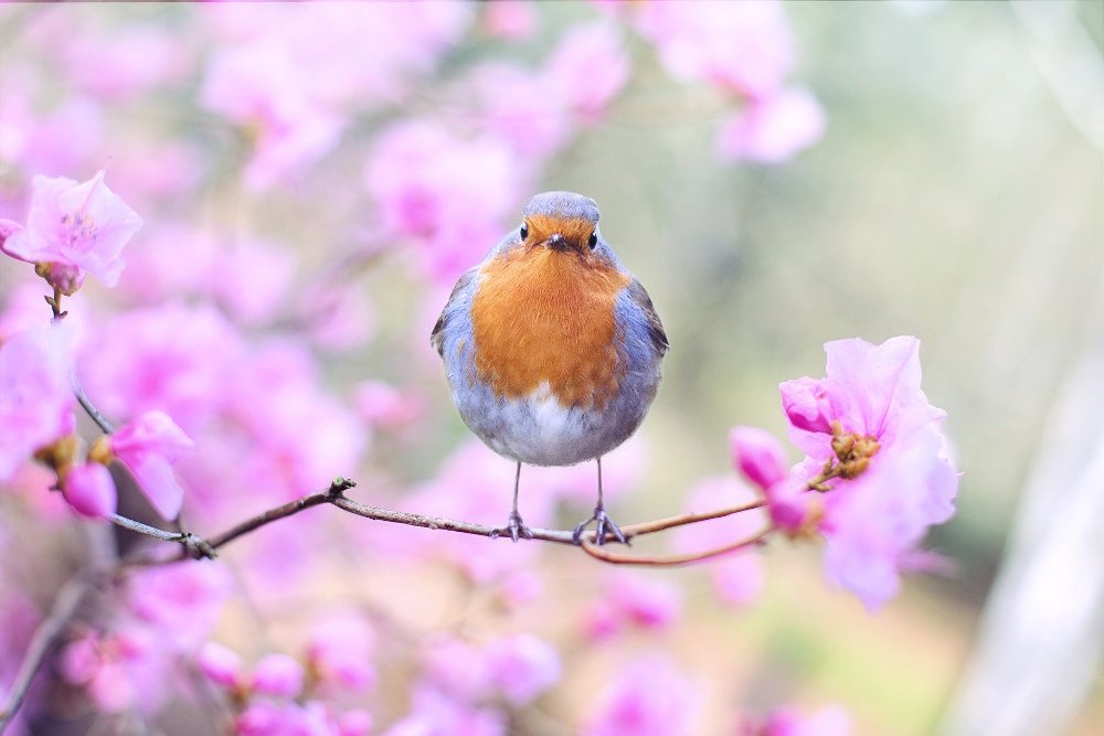 robin standing on branch of flowering tree