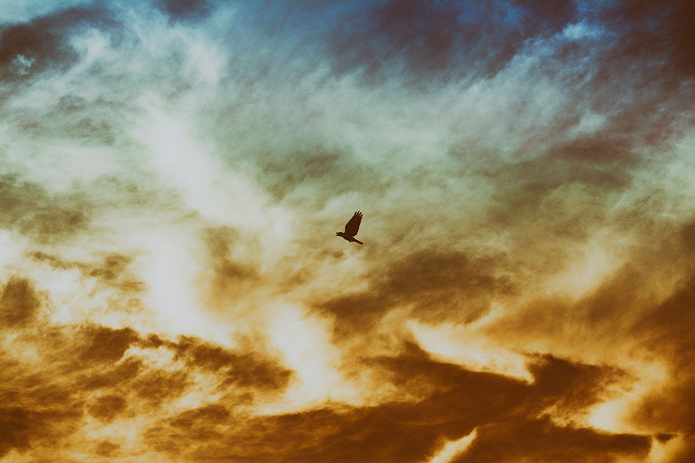 sky with bird in flight